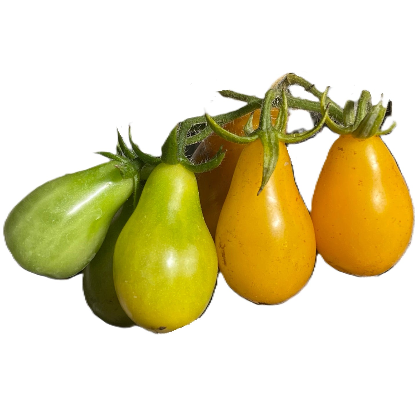 Yellow Pear Cherry Tomato Seeds
