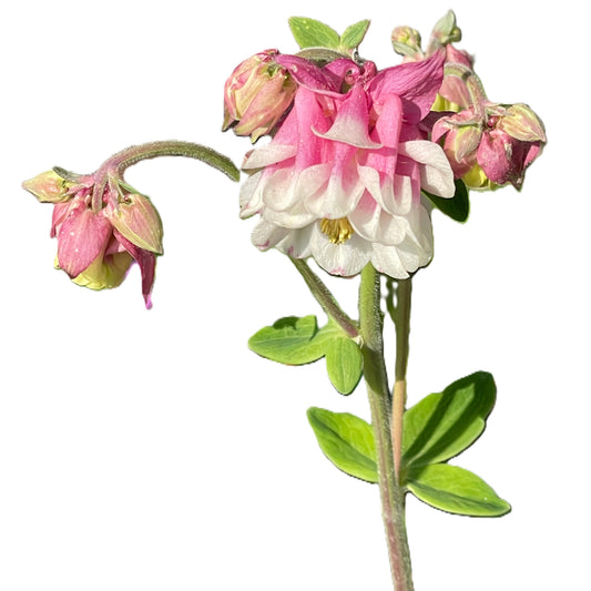 Columbine Pink Petticoat 25 Seeds