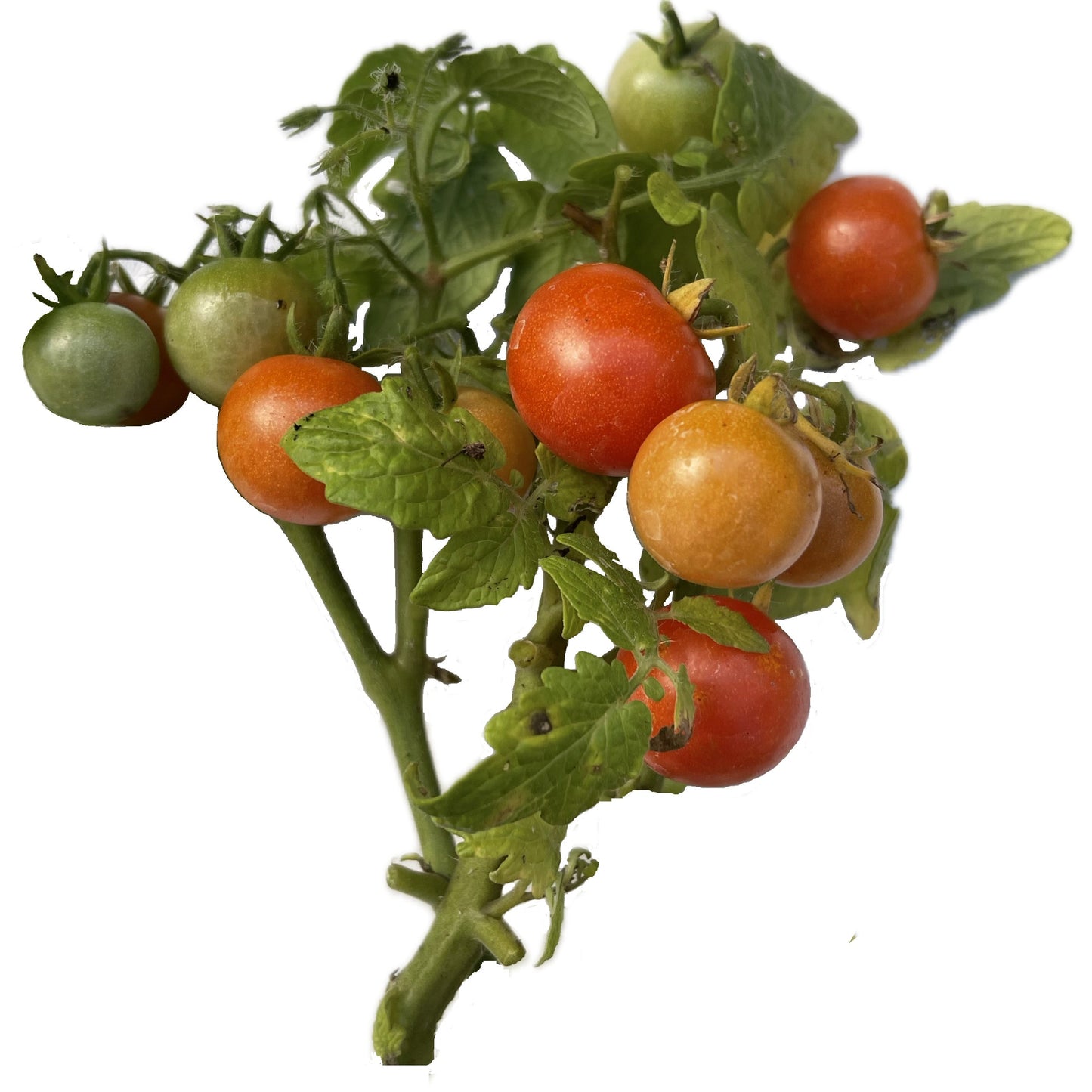 Pinocchio Rouge Micro Dwarf Tomato Seeds