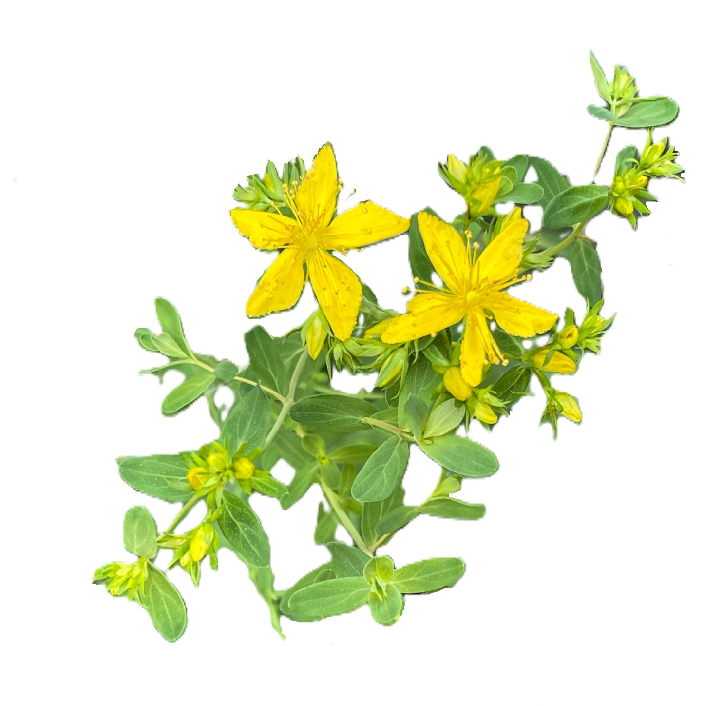 St. John’s Wort 100 Seeds