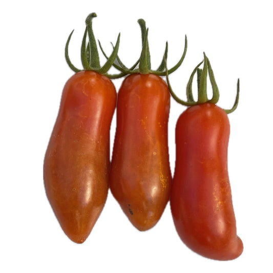 Ten Fingers of Naples Tomato 20 Seeds