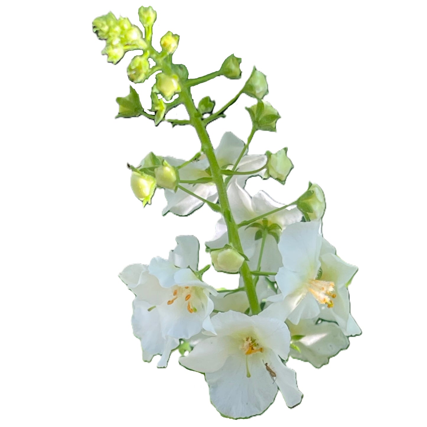 White Bride Mullein 100 Seeds