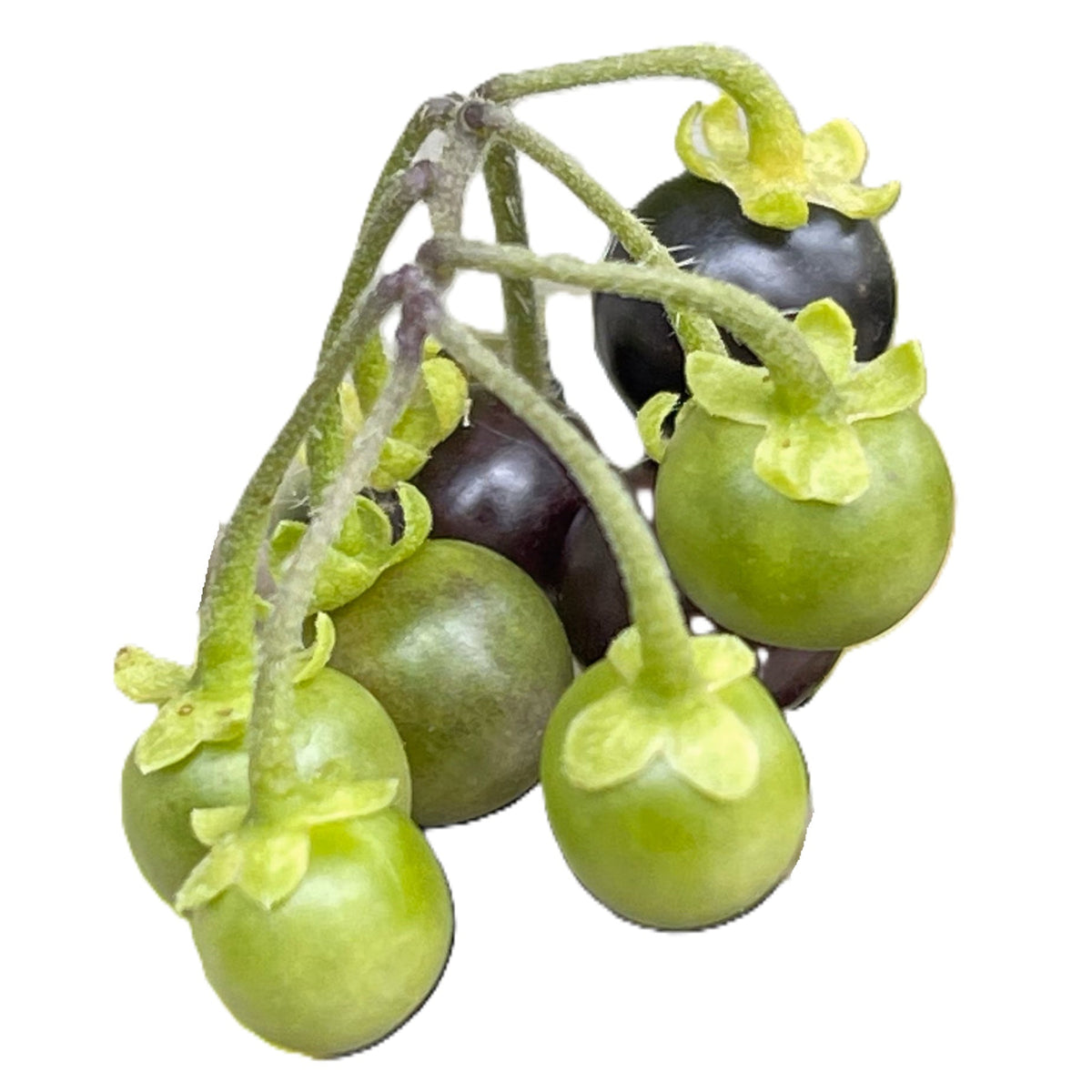 Wonderberry - Solanum Burbankii Berry 100 Seeds – LIZA'S PLANTS YYC