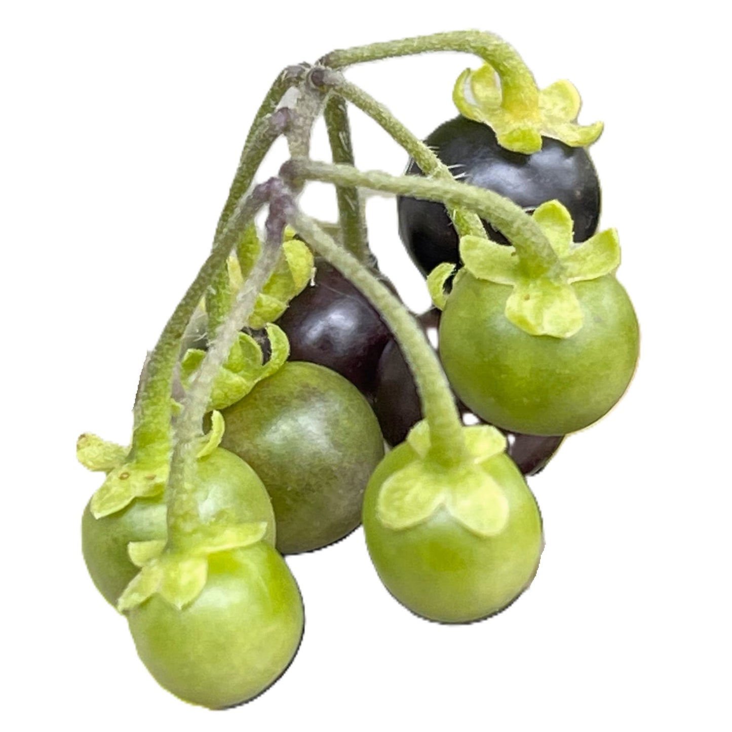 Wonderberry - Solanum Burbankii Berry 100 Seeds