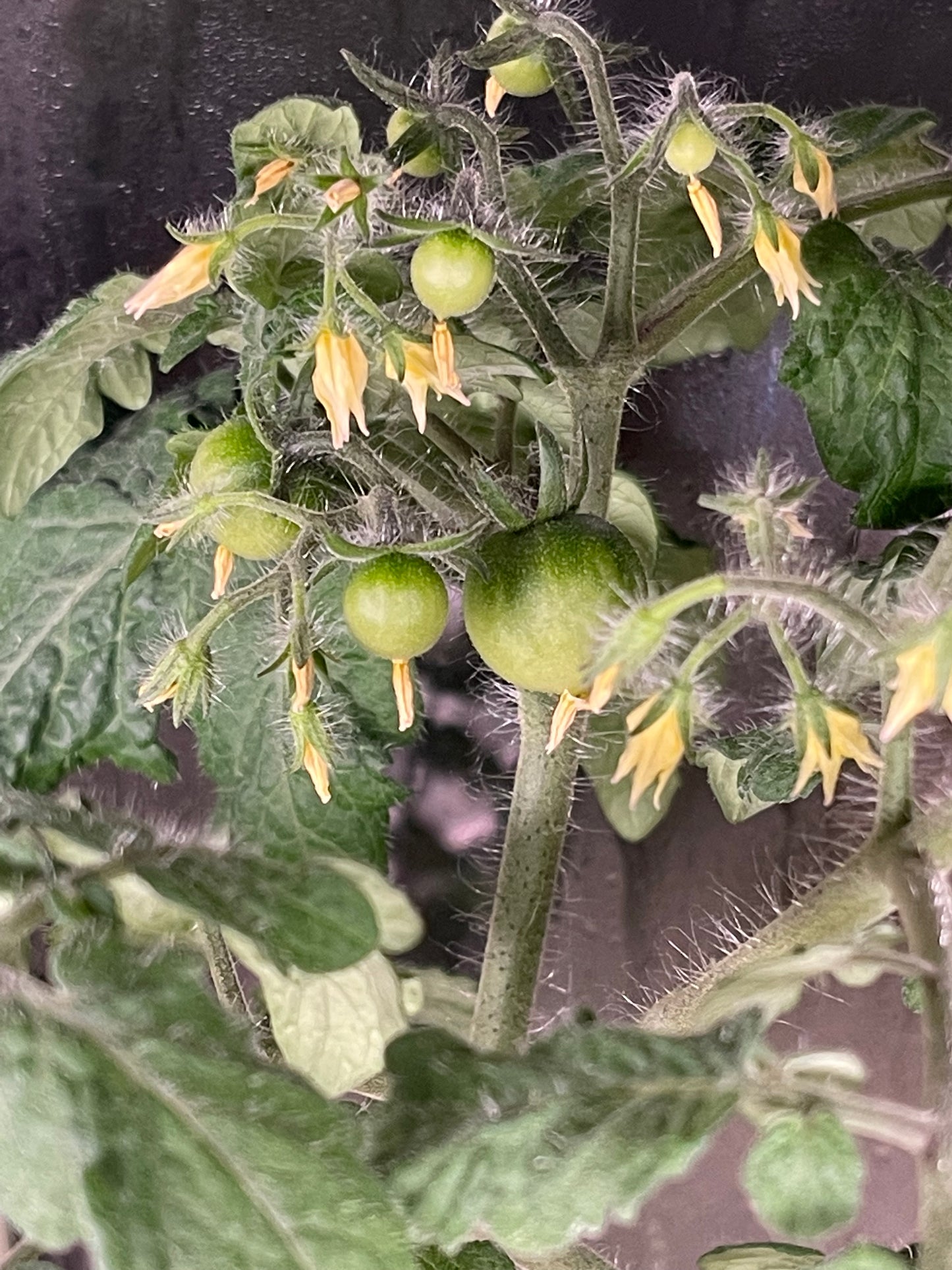 Tiny Tim Dwarf Tomato 20 Seeds